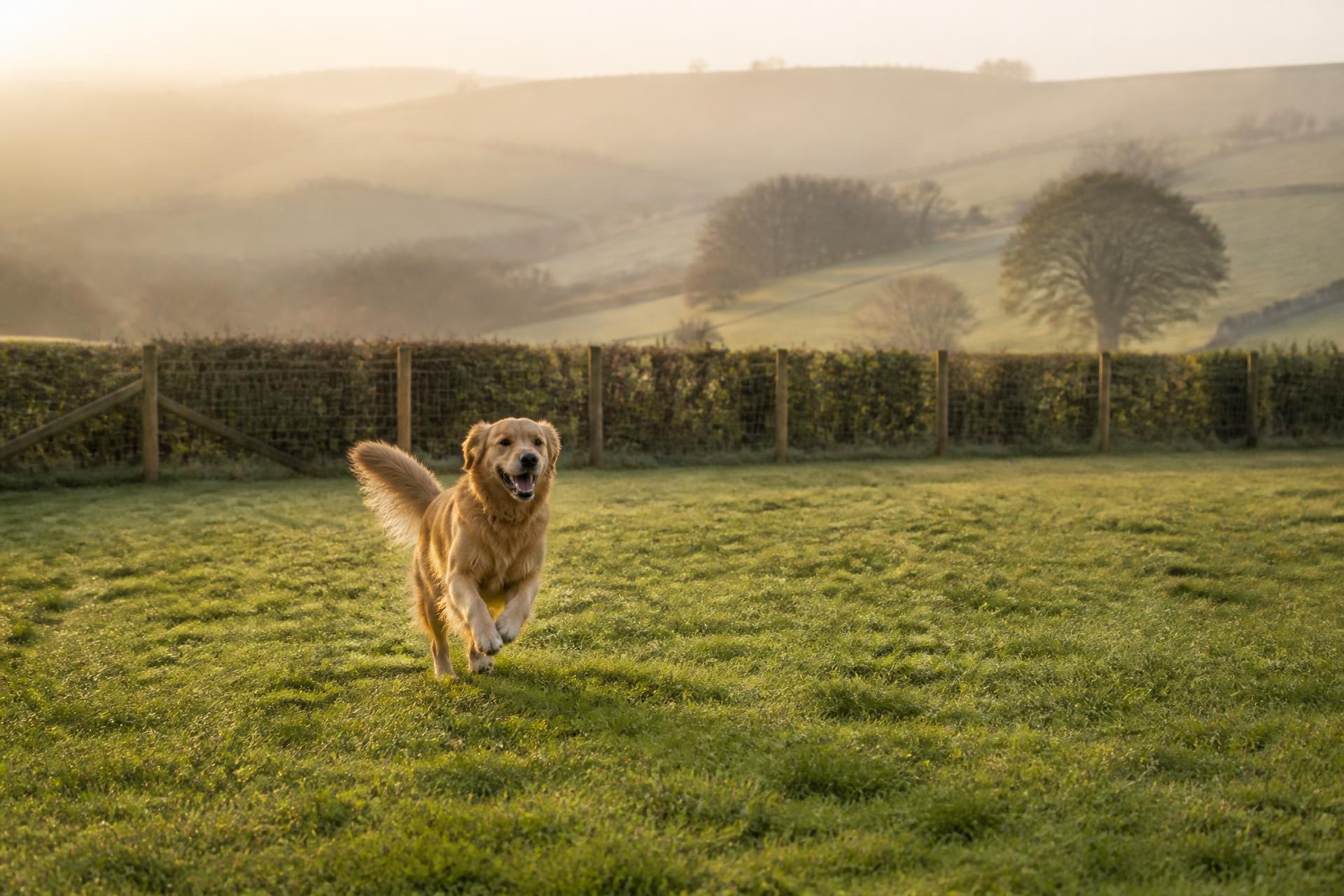 A dog running off lead across a securely fenced field in the British countryside